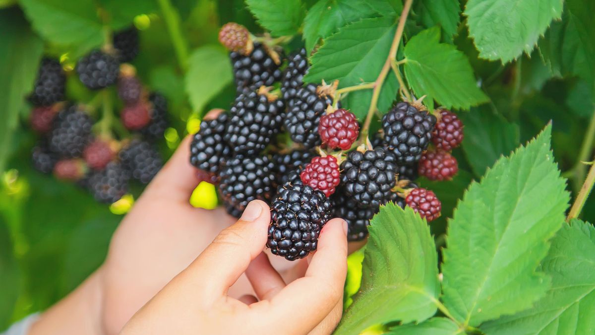 Zkroťte bujnou vegetaci. Nastal čas prořezat maliny a ostružiny